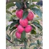 Santiam Red Gala Apple Tree on M7, bare root, excellent