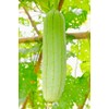 Luffa Sponge Gourd 10 Non-GMO Seeds for Planting Chinese Okra