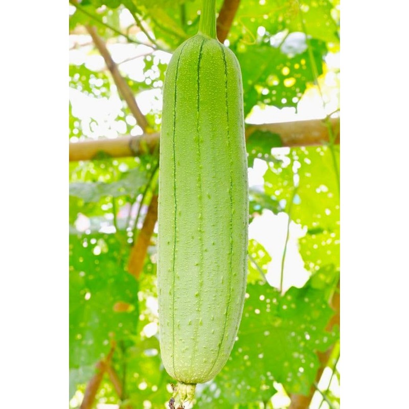 Luffa Sponge Gourd 10 Non-GMO Seeds for Planting Chinese Okra
