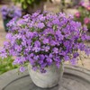 Outsidepride Dianthus Amurensis - 1000 Seeds