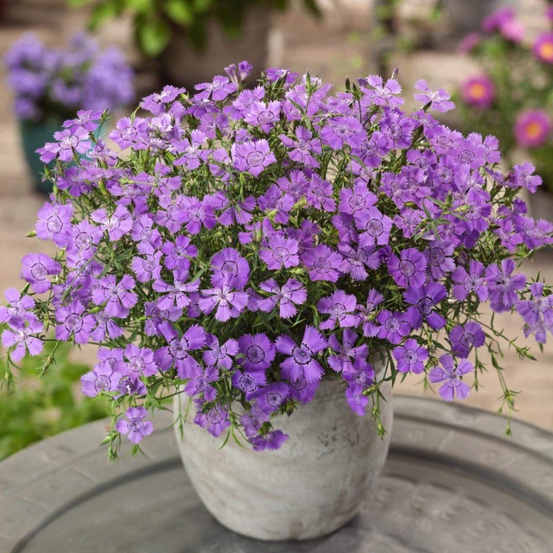 Outsidepride Dianthus Amurensis - 1000 Seeds