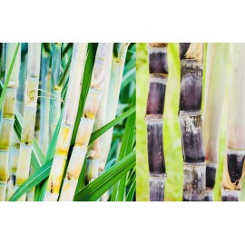 Unbranded FRESH CUT SUGAR CANE STICKS (8 LBS) GREEN OR PURPLE NON GMO FREE SHIPPING