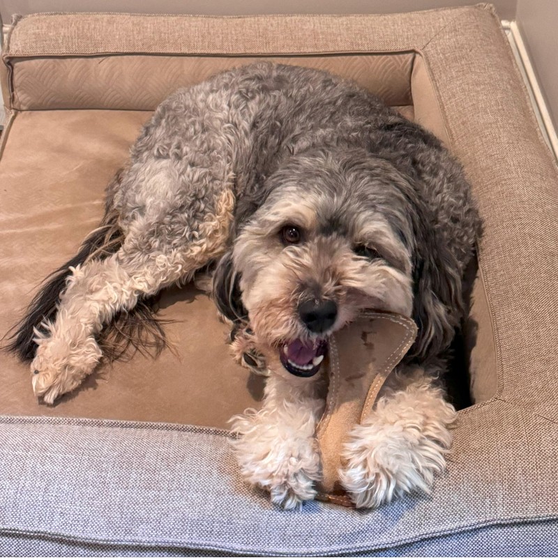 SPOT Dura-Fused Leather Small Bone Dog Toy – Durable Chew