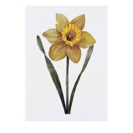 'Welsh Daffodil' Temporary Tattoo - Water Resistant, Skin-Safe, Non-Toxic Transfer (TO00076455)