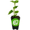 LSU Gold Fig Tree Starter Plant - Ficus carica by