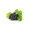 Resvératrol & OPC grapes * 3 + 1 free pack