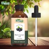 Organic Zing Black Currant (Ribes nigrum) Oil | Pure &