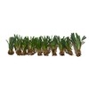 Super Blue Liriope Muscari - 100 Bare Root Plants -