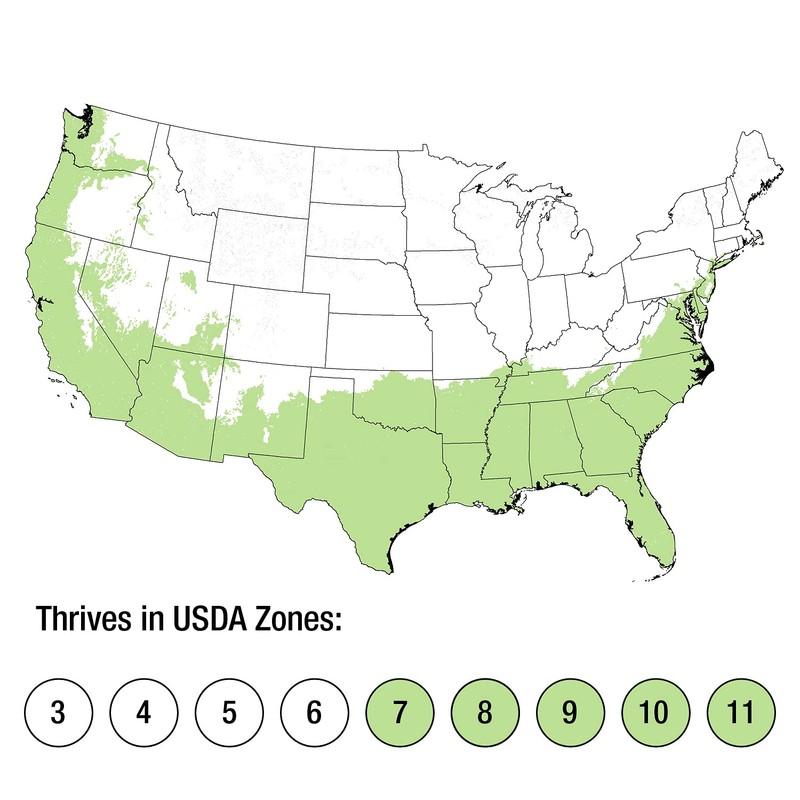 Eleanor Taber Indian Hawthorn (2.5 Gallon) Pink Blooming Evergreen Shrub