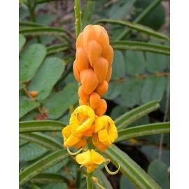 Fresh SENNA ALATA Seeds *FREE Shipping!* Candletree / Cassia alata Herb - 40+ SEEDS