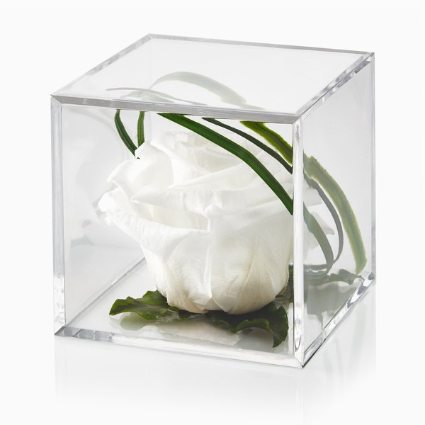 Petals and Roses Preserved Real Rose in Luxury Cube Display Box - Eternal Timeless Rose (White)