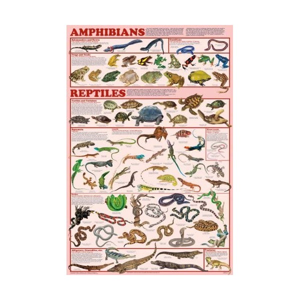 (24 x 36) Amphibians and Reptiles Poster