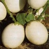 Ornamental Eggplant - 100 Seeds - Edible - Solanum Melongena