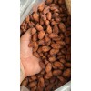 Semilla Grano Cacao Puro, Criollo Crudo 250gr Tabasco