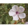 Fresh MARSHMALLOW Seeds *FREE Shipping!* Althaea officinalis Flowering Herb 100+