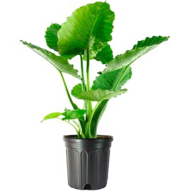 American Plant Exchange Alocasia California, Elephant Ear, Large 10-Inch Pot, Easy to Care, Large Indoor Houseplant, Tall Live Plant for Home and Office
