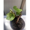 Grape Cutting Vine Sweet Seedless Green Ready To Plant