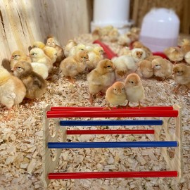 Chick Perch Wooden Roosting Bars with Sleeves Chick Stand Training Perch Chick Toy Accessories for Baby Chick Coop and Brooder Easy to Assemble and Clean