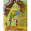 HEUHAI 12 Pack Colorful Bell Balls Bird Toys for Parakeets