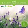 Wild Karde (Dipsacus fullonum or Dipsacus sylvestris) Roots Naturalma -
