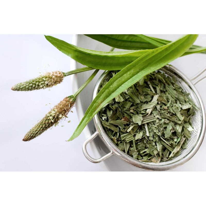 Health Embassy English Plantain Leaf (Plantago lanceolata L) (100g)