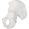Hip Bone Model - Right - Anatomically Accurate Human Coxal