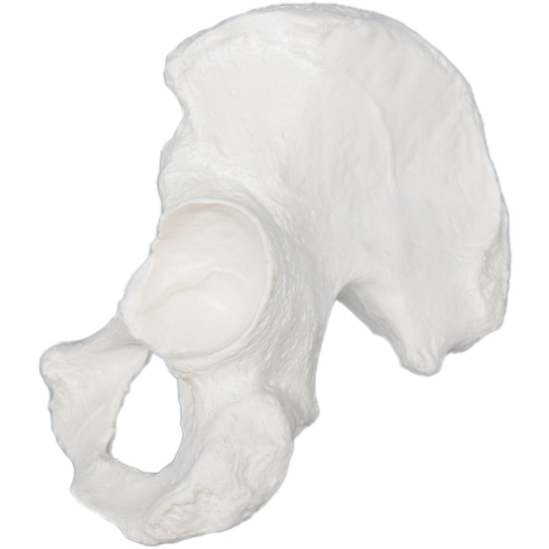 Hip Bone Model - Right - Anatomically Accurate Human Coxal