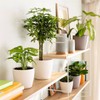 LECHUZA Classico Color 14 Deco Papaya Table Pot Matte Surface