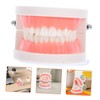 ABOOFAN Dentals Typodont Teaching Model for Demonstration and Practice Flossing