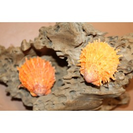 Unbranded SEASHELLS, SPONDYLUS, Barbatus / Orange Spiny Oysters, Craft Supply,beach SS-441 - 6 shells