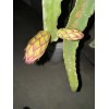 ORGANICO DRAGON FRUIT CUTTINGS 8-14 Inches check the description