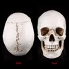 Human Skull Replica, 3-Piece Human Skull Model, Anatomical Model for