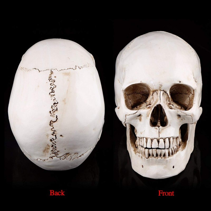 Human Skull Replica, 3-Piece Human Skull Model, Anatomical Model for