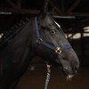 Mini Shetty Headcollar for Wooden Horse, 2-Way Adjustable Halter for