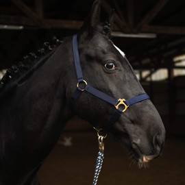Mini Shetty Headcollar for Wooden Horse, 2-Way Adjustable Halter for Horses on Chin & Headpiece (Dark Blue, Mini Shetty)