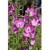 Checkerbloom; checkermallow, Prairie Mallow -