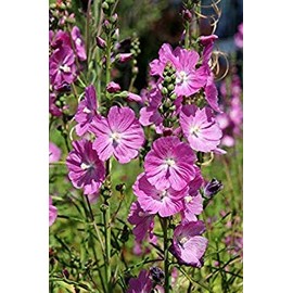 Checkerbloom; checkermallow, Prairie Mallow -