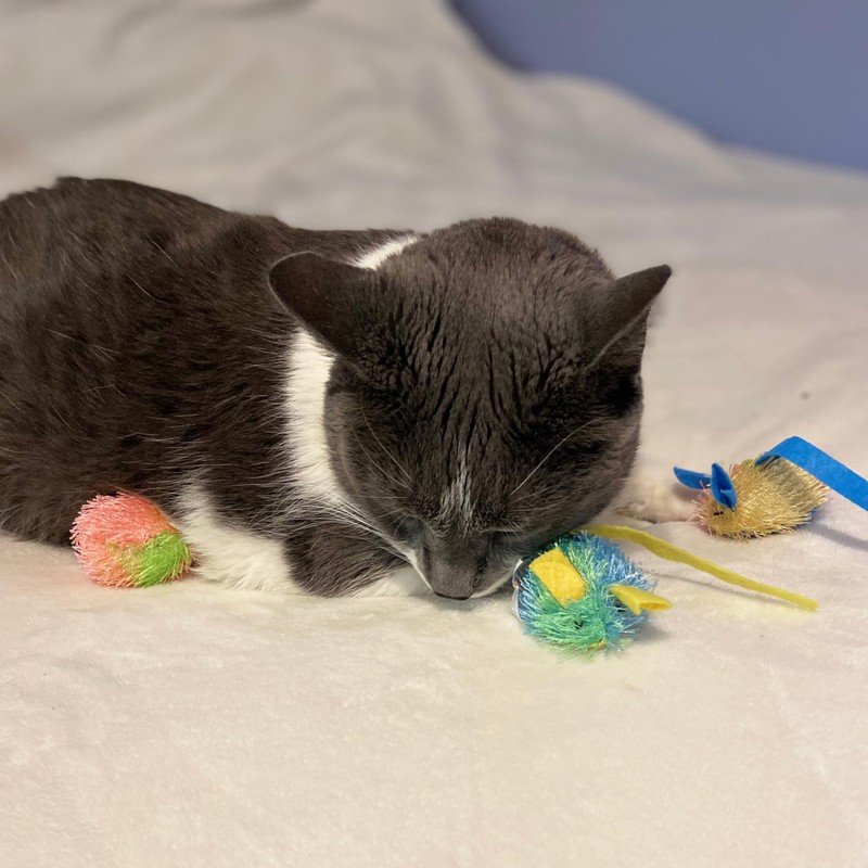SPOT Stringy Mice & Balls - Catnip Cat Toys, Interactive,