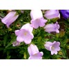 Canterbury Bells Campanula Medium Bluebells Flower Garden About 100 Seeds