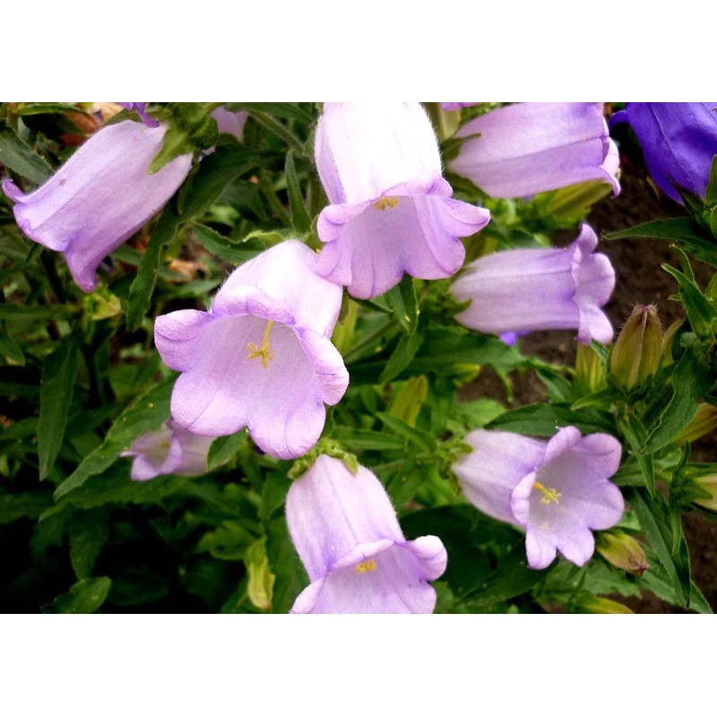Canterbury Bells Campanula Medium Bluebells Flower Garden About 100 Seeds