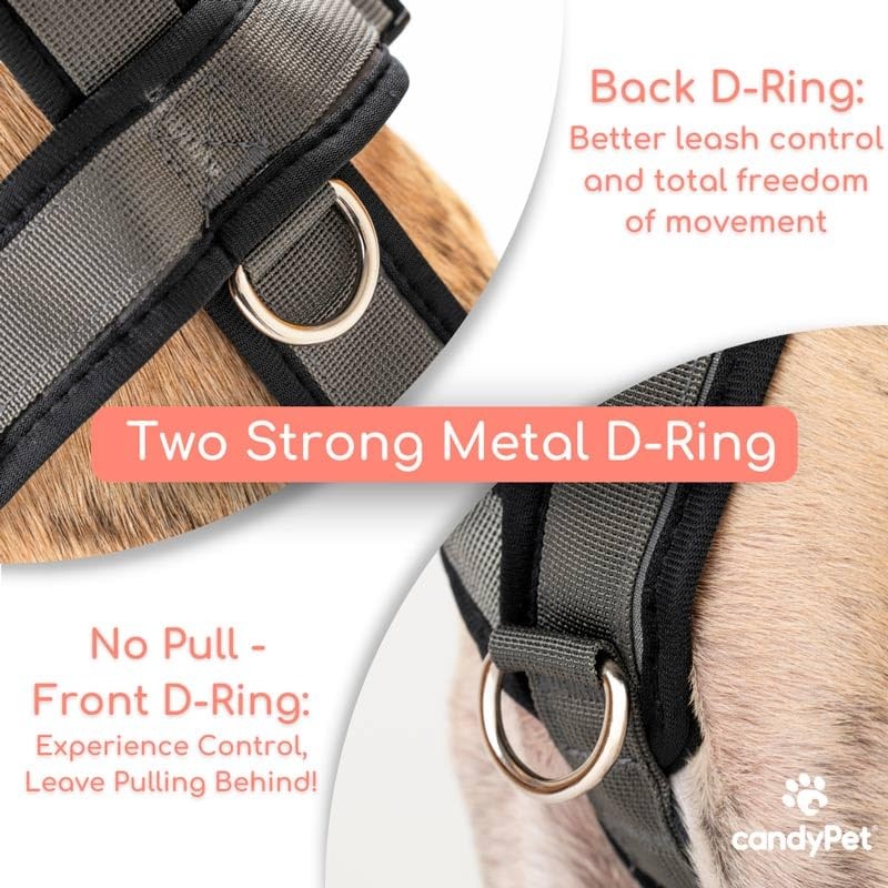 3 Point Harness Anti Pull Ideal for Libreles: Italian Greyhound