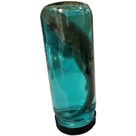 Real 7 Inch Shark in a Bottle Jar, Marine Specimen Taxidermy, Fishing, Jaws - Made in USA