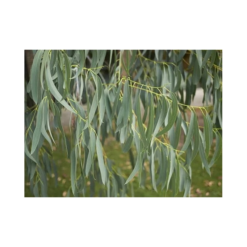 Toadstool Seeds 50 Spinning Gum Eucalyptus Seeds Tree Flower Perennial