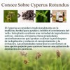 Aceite de Cyperus rotundus, Cyperus, aceite natural 100 puro para