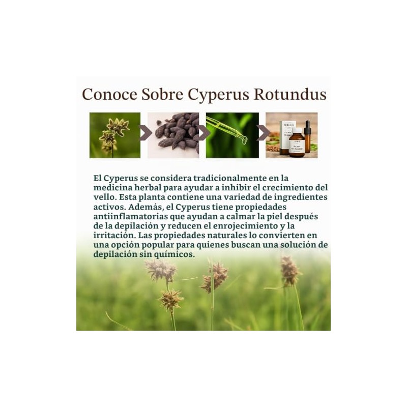 Aceite de Cyperus rotundus, Cyperus, aceite natural 100 puro para