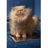 Cat Over Grate - Avanti Funny Just for Fun Card