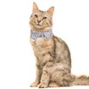 Lamphyface Fall Cat Collar Thanksgiving Day Breakaway with Bow Tie