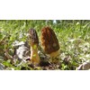 NIKA SEEDS - Spores Black Morel Mushrooms for Planting on