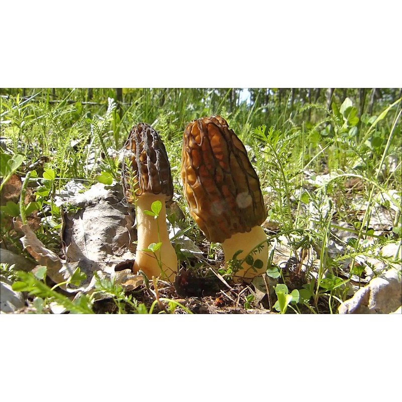 NIKA SEEDS - Spores Black Morel Mushrooms for Planting on
