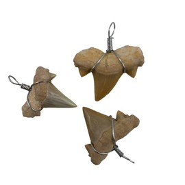 Heyiwell 3PC Fossil Shark Teeth Charms Pendant for Jewelry Necklaces Bracelet Making DIY Crafts 19~25mm